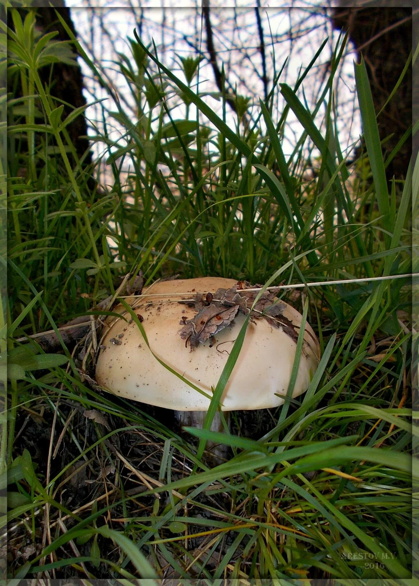 Первый гриб весной название. Ранние грибы Черноземья. Весенние грибы. Весенние грибы съедобные. Ранние весенние грибы.