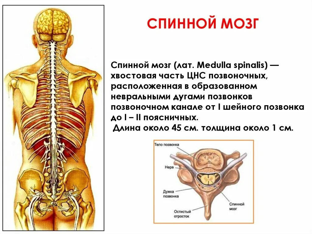 Нервная система позвоночника человека схема. Нервная система человека спинной мозг. Позвоночник и спинной мозг. Центральная нервная система спинной мозг.