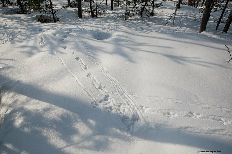 Следы на снегу. Следы копыт на снегу. Следы горностая на снегу. Следы лесных животных на снегу. На снегу видны птичьи следы