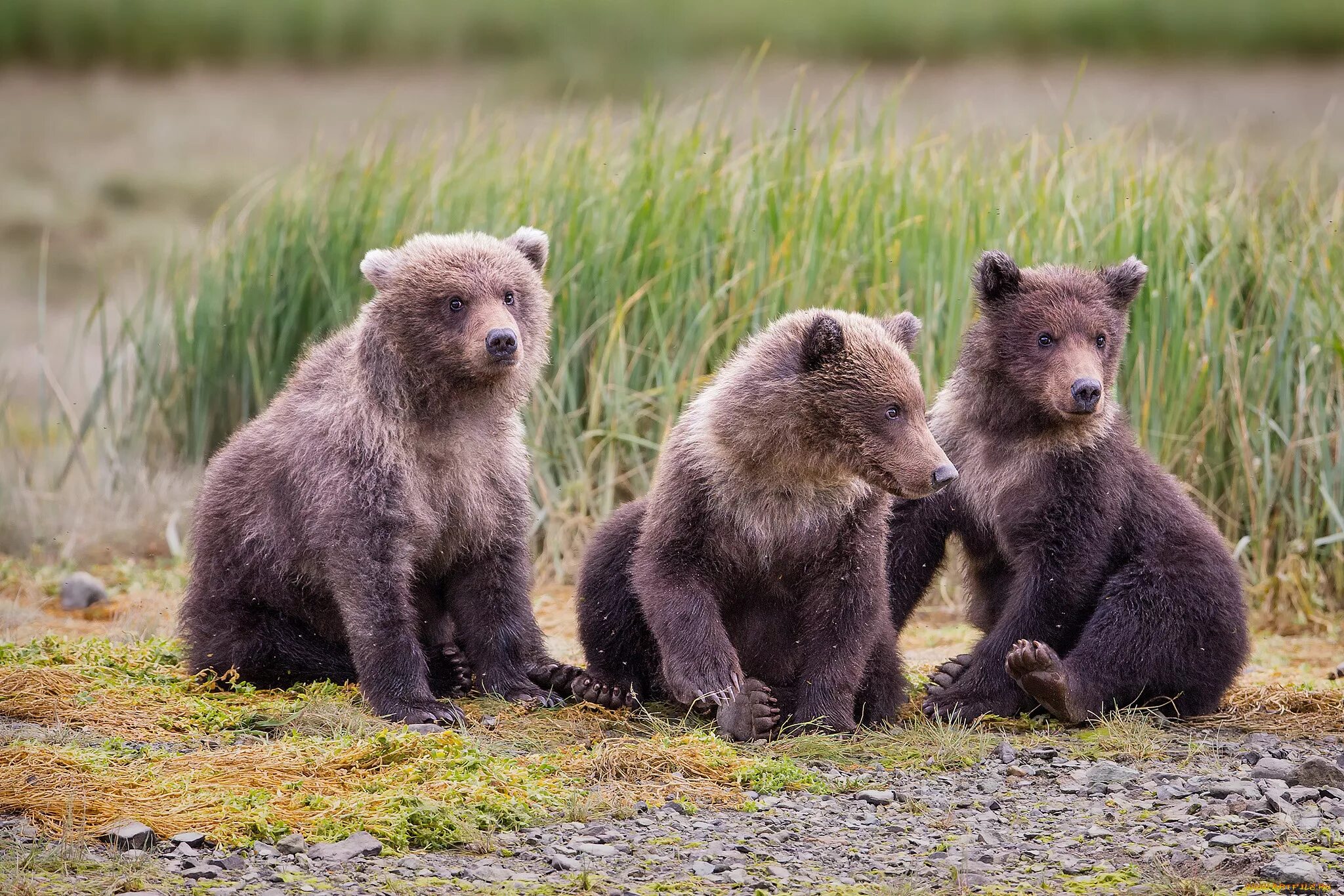 Медвежата. Милые медвежата. Медвежата фото. Детеныш медведя. Five bears