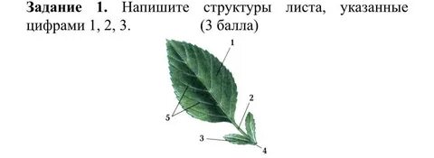 Составляющее листа