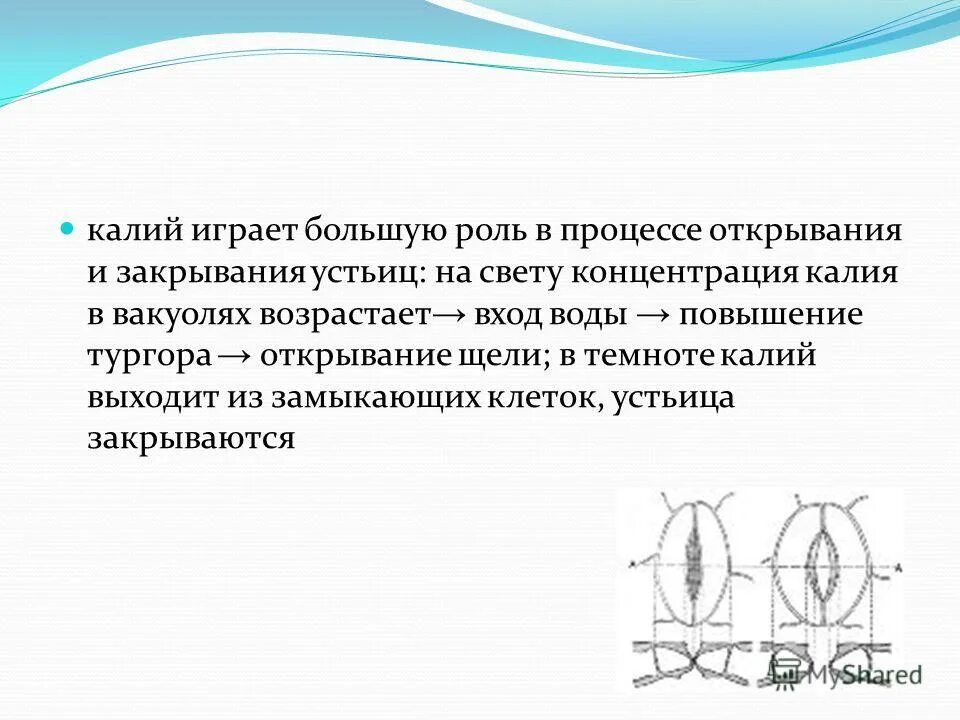 процессы открывания устьиц. строение устьица листа. механизм работы устьиц. процессы открывания устьиц. факторы влияющие на открывание и закрывание устьиц.