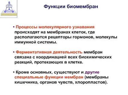 Ферментативную функцию мембран обеспечивают