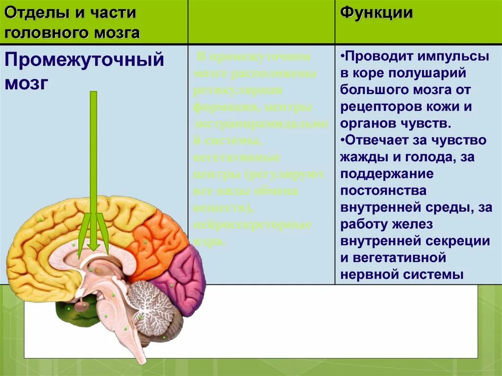 Функции долей мозга. Функции долей головного мозга.