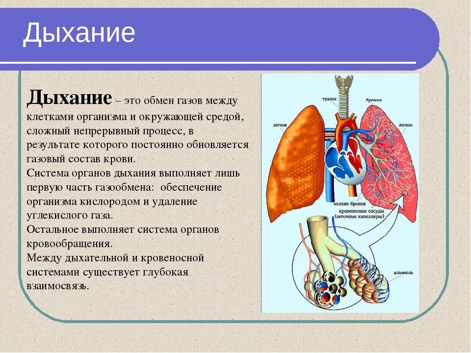 Обмен газов между легочным воздухом и