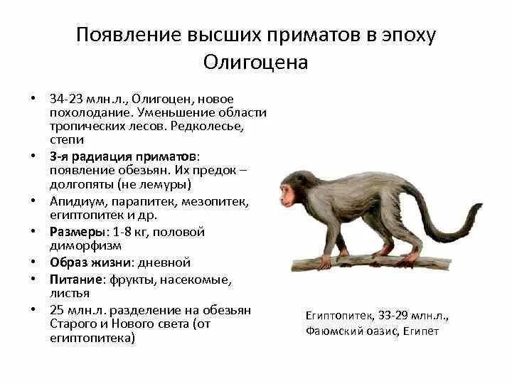 Эволюционный путь развития приматов. Произошли от обезьян. Появление первых приматов. От кого произошли обезьяны. Как появились обезьяны