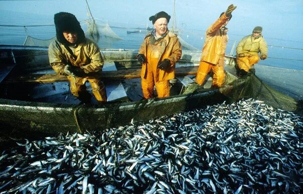 Рыбная промышленность является отраслью специализации. Рыболовецкий колхоз за родину Калининградская область. Балтийское море промышленный лов рыбы. Балтийское море рыбный промысел. Рыболовный промысел в Балтийском море.