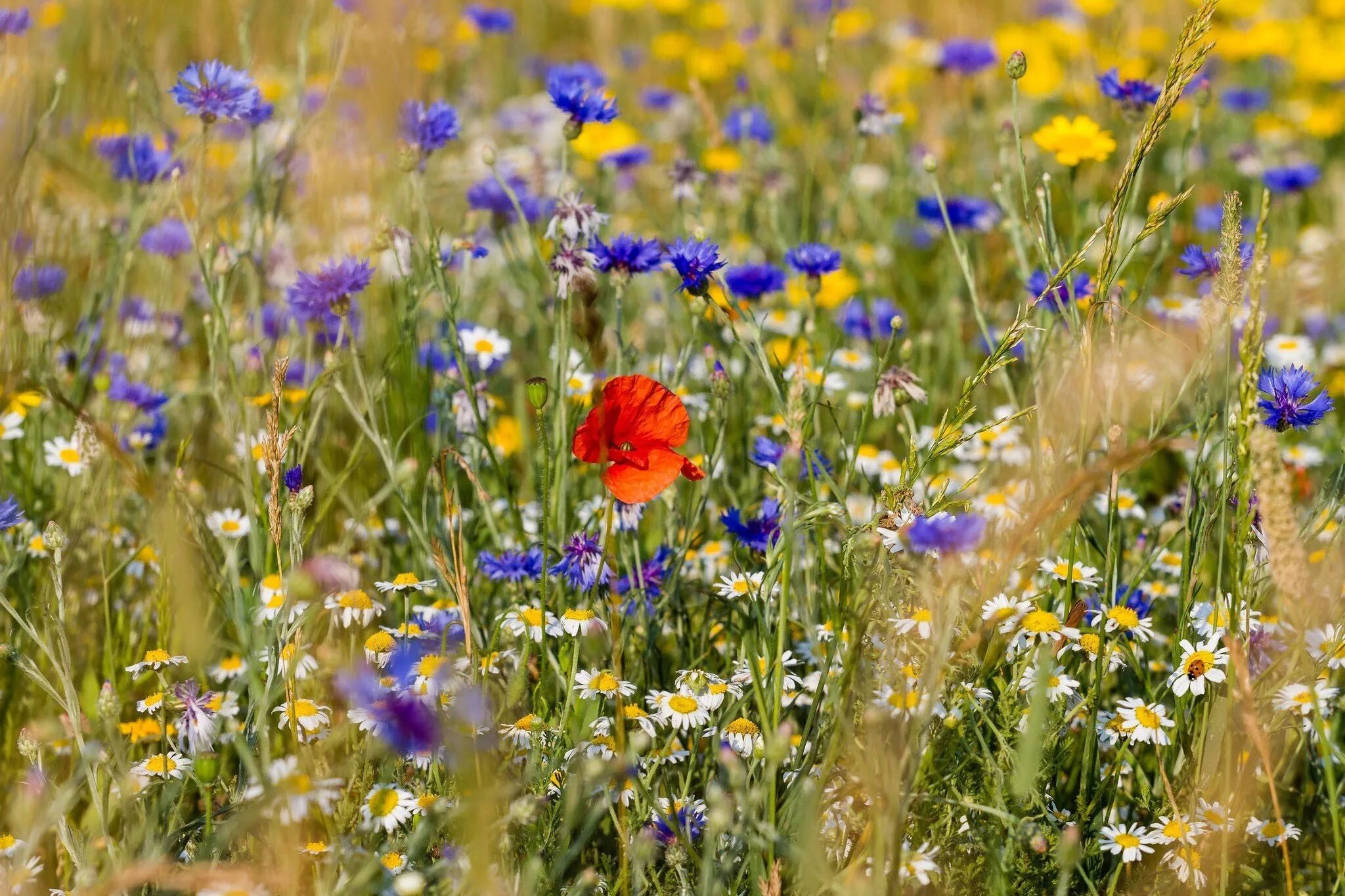 Honey meadow. Кашка Ромашка Мак Василек. Василек полевой. Васильки, Клевер, луговые цветы. Донская степь разнотравье.