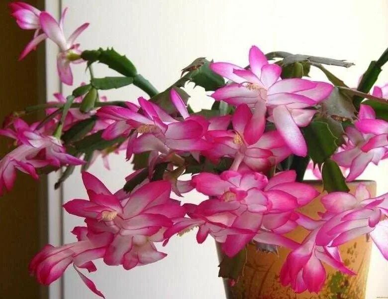 3-winter-blChristmas-Cactus-Schlumbergera Посадка цветов, Контейнерные растения,