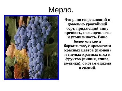 Мерло это