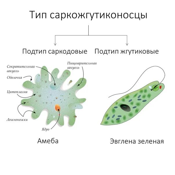 Саркодовые животные. Саркодовые Саркожгутиконосцы. Тип Саркожгутиковые представители. Тип Саркожгутиконосцы общая характеристика. Простейшие Саркожгутиконосцы.