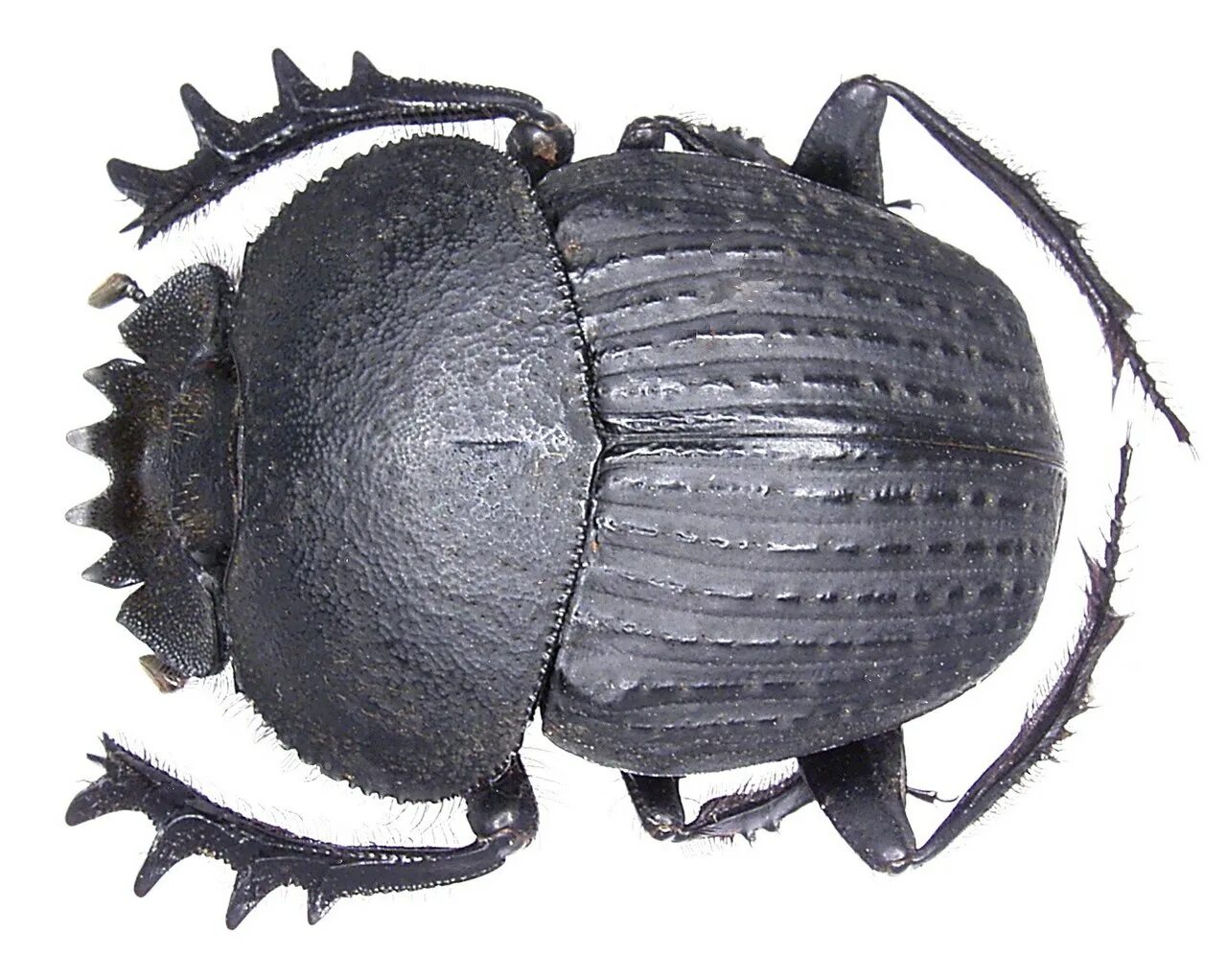 Жук скарабей. Скверна пое. Реликтовые скарабеи пое. Poe scarabs. Жук навозник синий.
