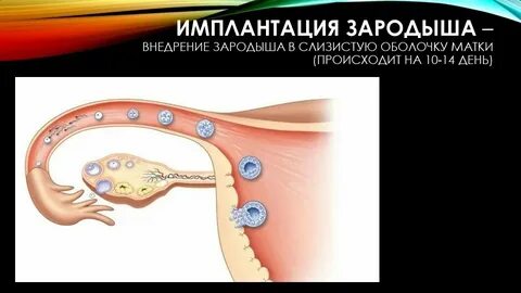 Через сколько после имплантации