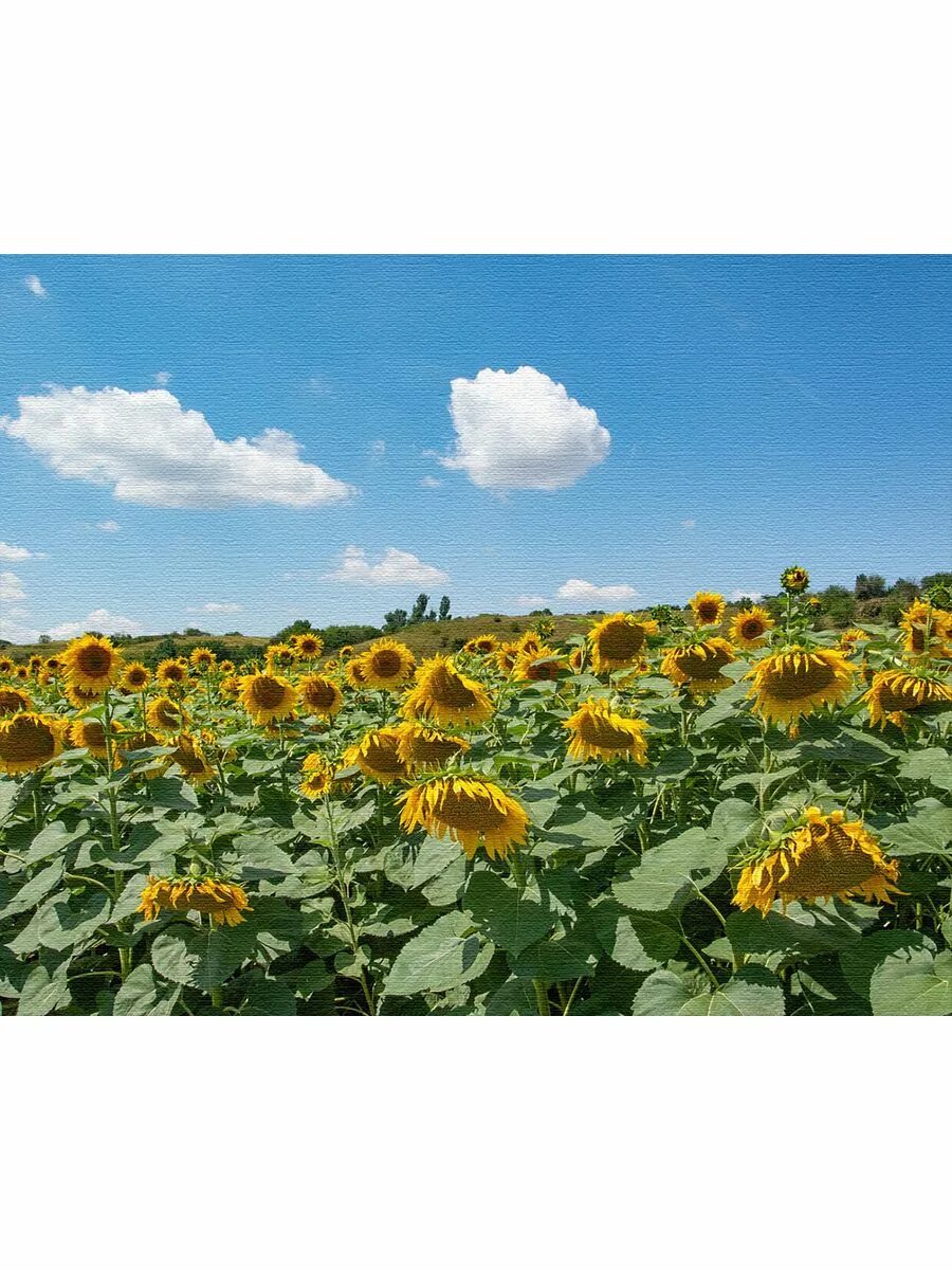 Картина на холсте 50x60 LinxOne "Подсолнух, цветок, цветение, растение, желтый" 