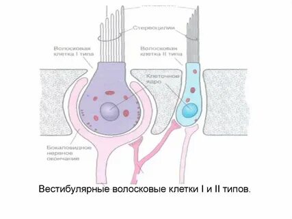 Рецепторы волосковых клеток