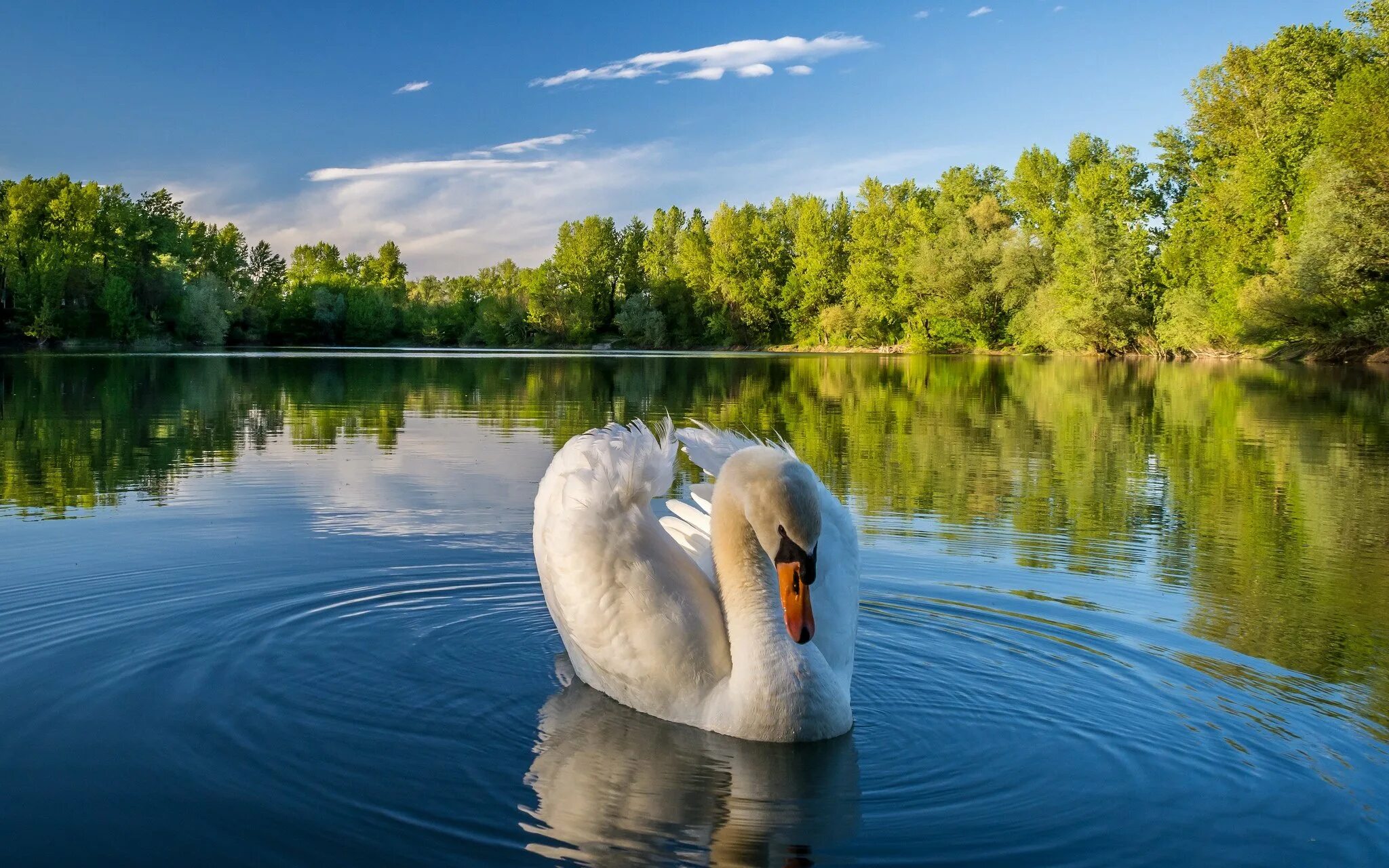 Природа река птицы. Королевский Бор. Озеро лебедь.. Озеро Нарочь лебеди. Зеленоградск озеро лебедь. Виштынецкое озеро лебеди.