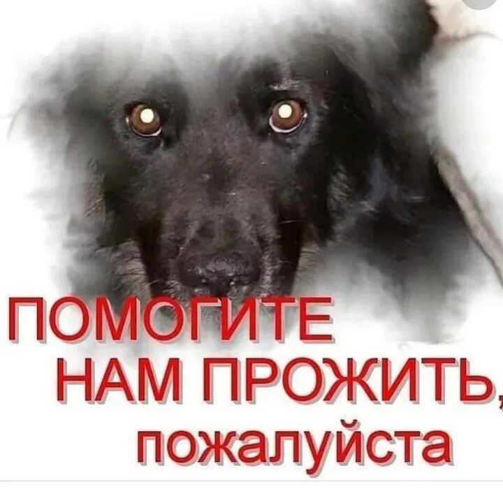 Помощь бездомным животным друг