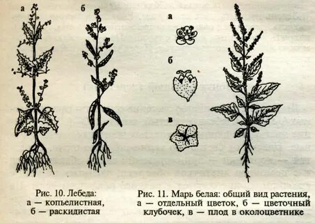 Признаки внешнего строения лебеды