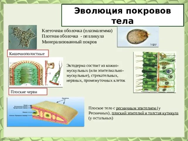 Покровы тела животных 8 класс биология таблица