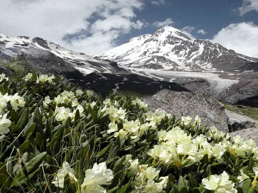 Цветок аляска. Аляска цветы. Растения Аляски. Аляска горы цветы. Дикие цветы Аляски.