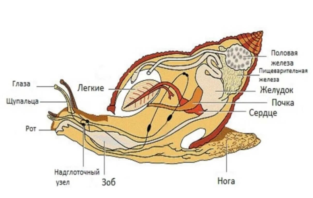 Строение ахатинской улитки внутреннее. Внутреннее строение улитки ахатины. Внутреннее строение улиток ахатин. Строение улитки ахатины схема. Тело виноградной улитки