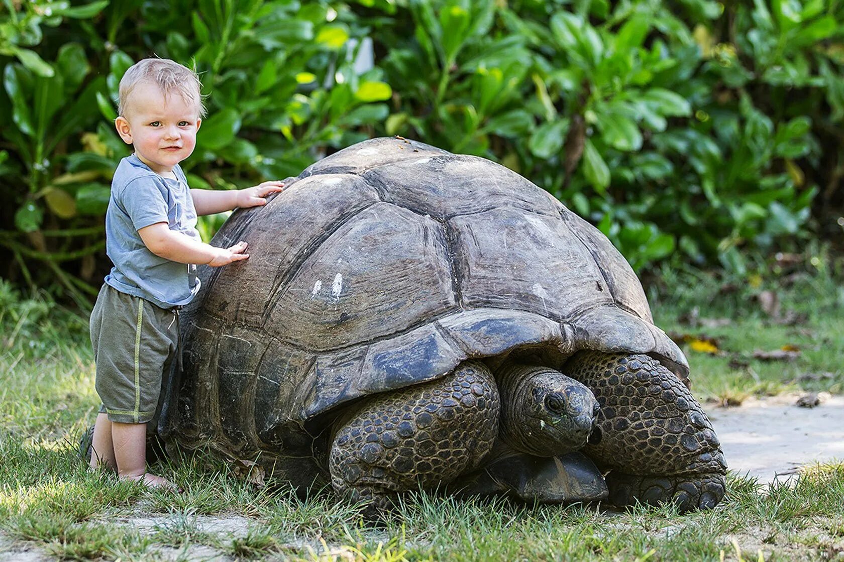 Turtle отзывы. Черепахи на Сейшельских островах. Галапагосская черепаха. Исполинская сейшельская черепаха.