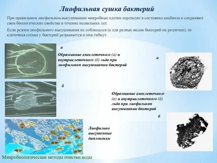 Без участия бактерий