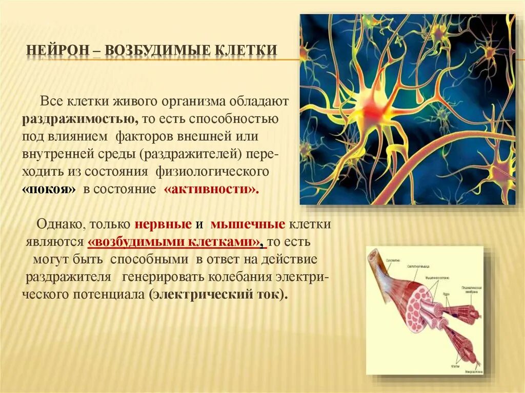 Живой организм обладает свойствами. Раздражимость и регуляция у организмов 10 класс. Раздражимость и регуляция у организмов 10 класс презентация. Раздражимость нервной клетки. Раздражимость клетки.