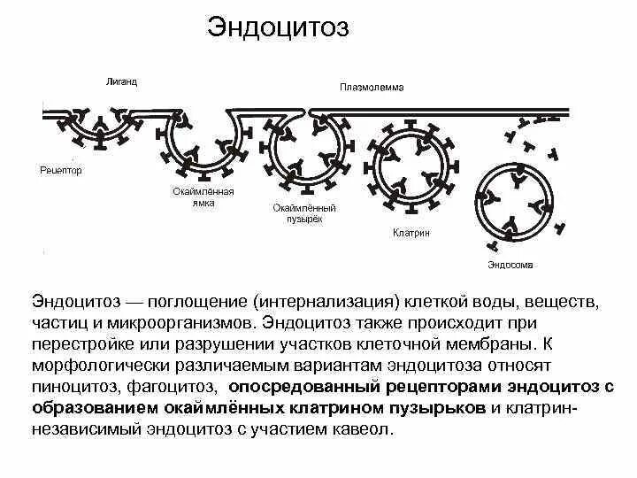 Эндоцитоз функции. Эндоцитоз у прокариот. Эндоцитоз схема. Эндоцитоз гистология. Эндоцитоз условия.