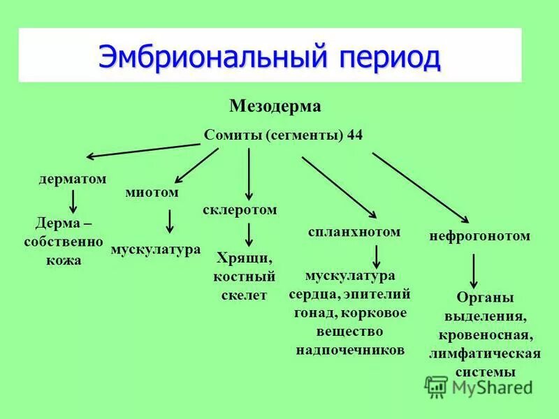 Строение мезодермы. Производные мезодермы сомитов. Нефрогонотом образуется из. Производные нефрогонотома.