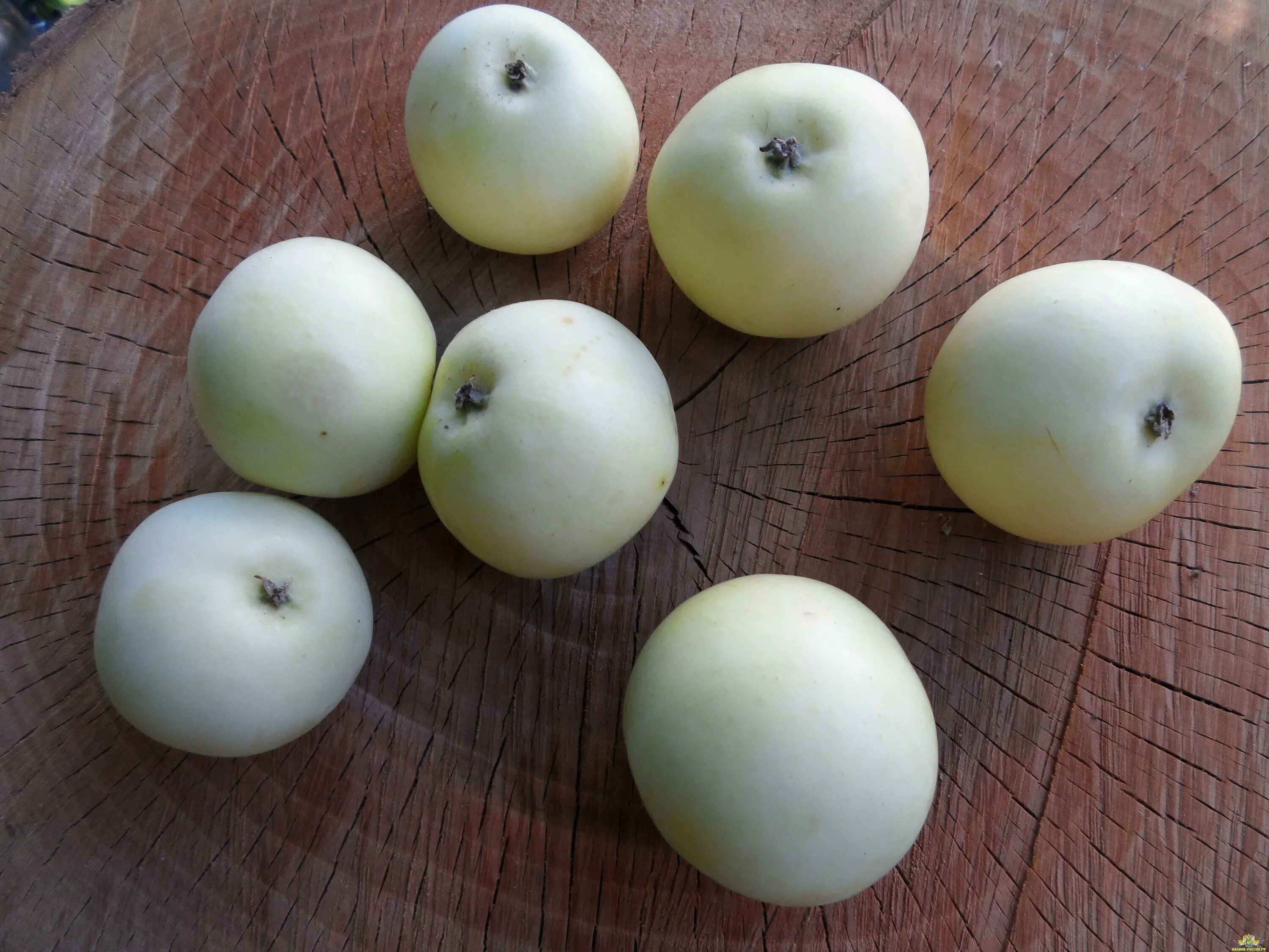 Яблоня сорт белый налив. Белые сорта яблонь. Сорт белый налив. Белые сорта яблонь. Яблоко папировка.