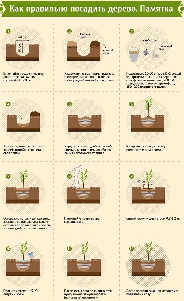 Через сколько дней можно сажать. Инструкция по посадке дерева. Как садить деревья. Как посадить дерево пошаговая. Как правильно сажать деревья.