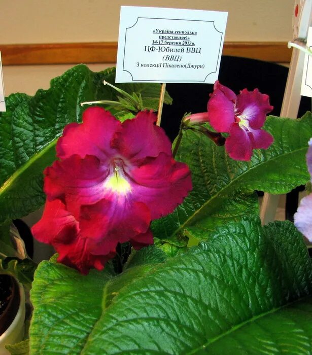 Дом фиалки на ввц. Фиалки вднх. Центр фиалки на вднх. Магазин фиалки на вднх. Центр фиалки на вднх фиалки.