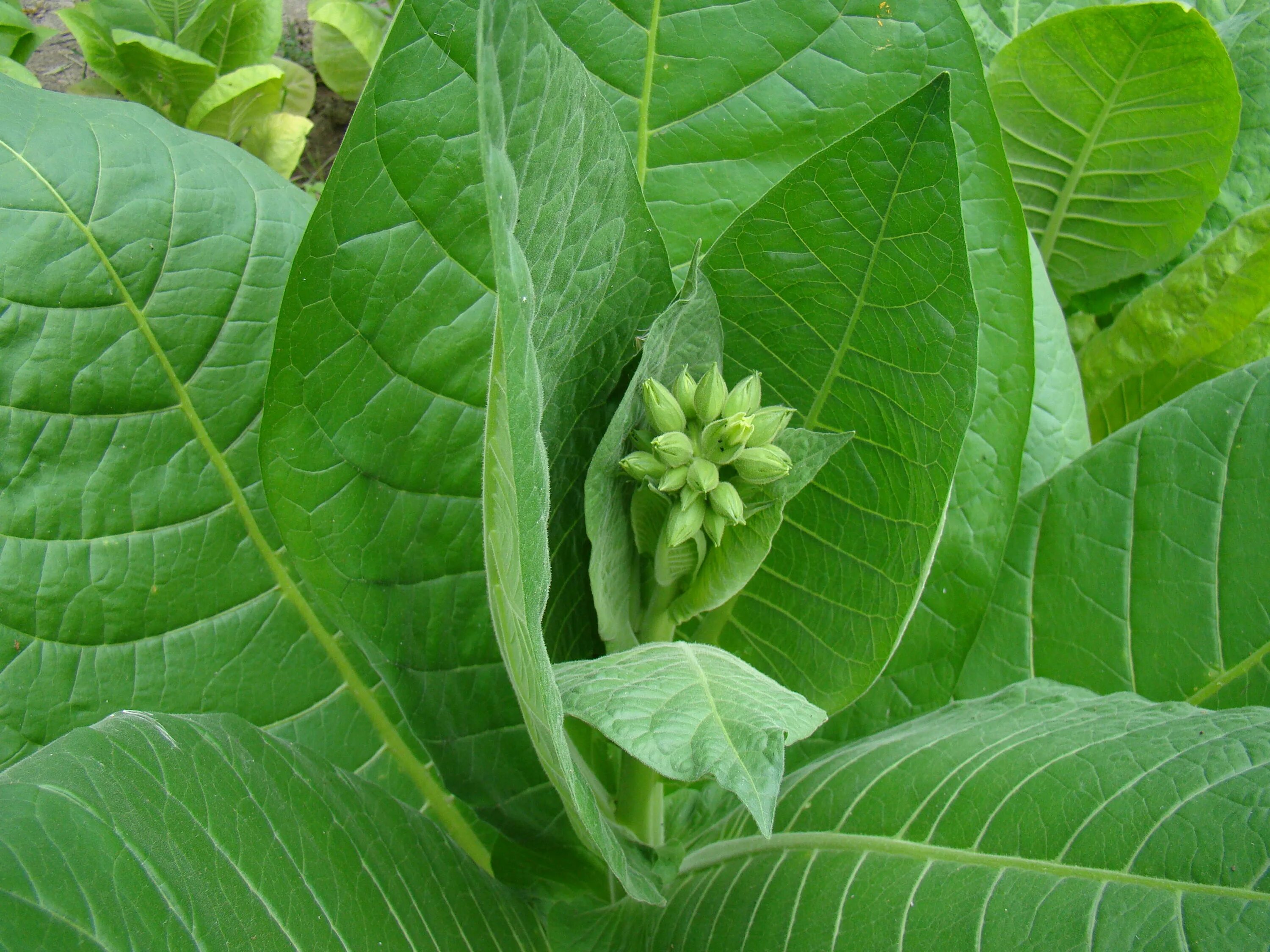 Табак курительный Пасленовые. Растение Nicotiana tabacum. Табак широколистный. Табак Лесной (Nicotiana Sylvestris).