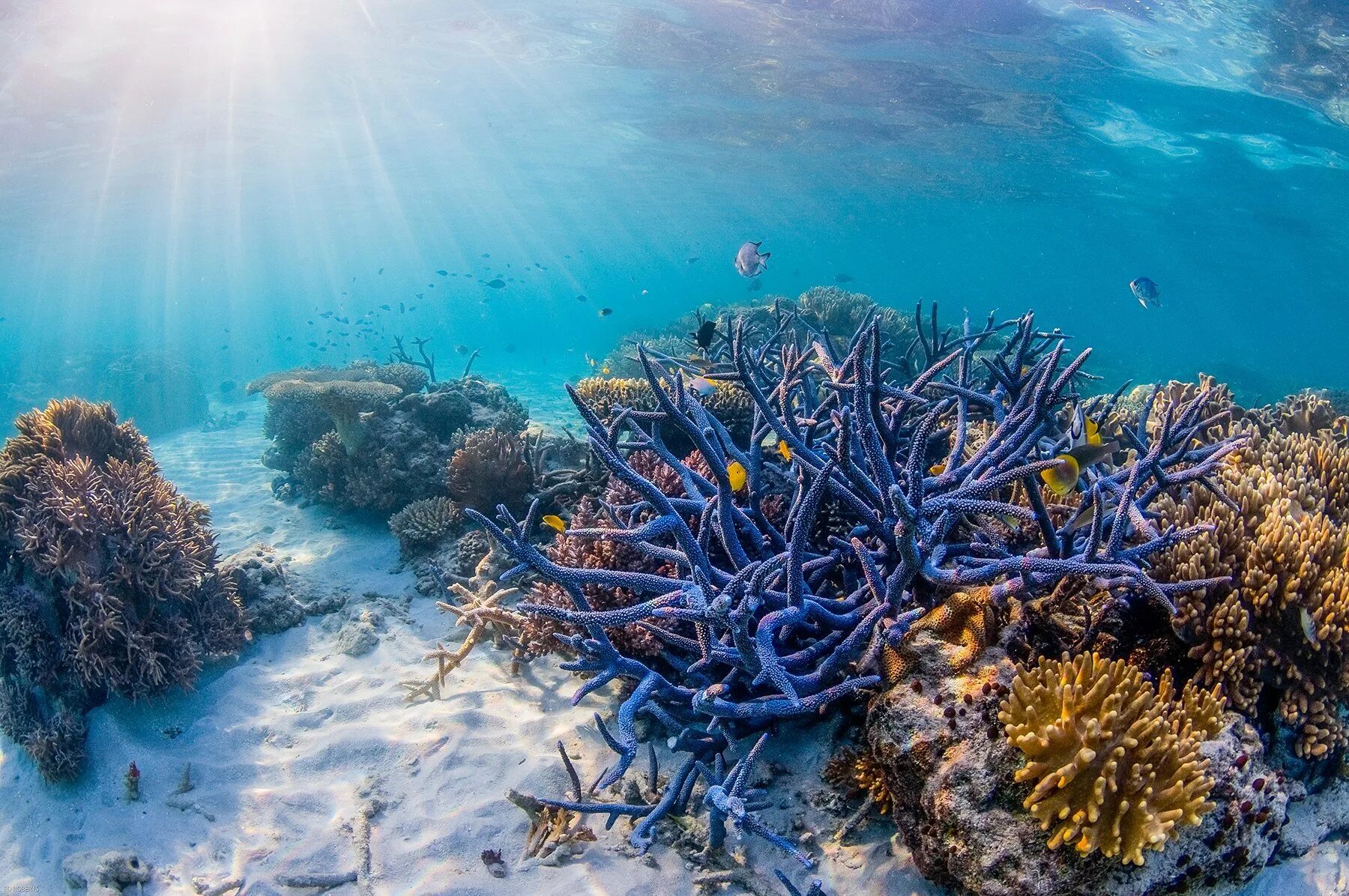 Great barrier reef corals. Большой Барьерный риф Австралия. Коралловый риф в Австралии. Коралловые рифы Карибского моря. Большой Барьерный риф кораллы.