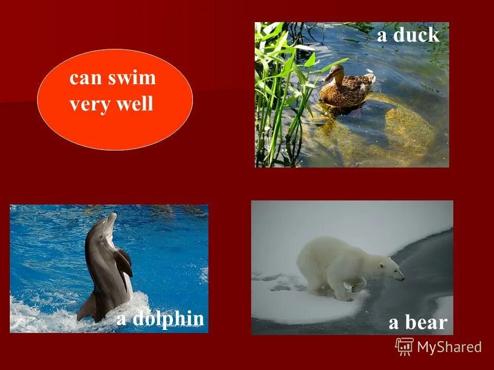 He can well swim. Can Swim животные. A Dolphin can Swim. A Dolphin can Swim a Cat can walk. He can't Swim very well.