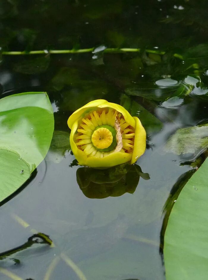 Кубышка желтая (Nuphar lutea). Кувшинка кубышка. Кубышка желтая водяная Лилия. Кубышка желтая Лилия. Желтая кувшинка на воде