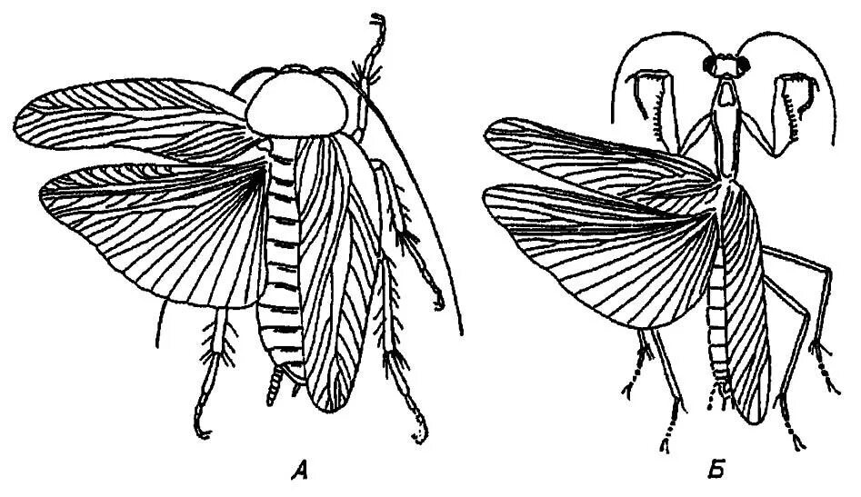 Строение богомола. Строение крыльев богомола. Таракановые богомолы. Богомол насекомое строение. Строение насекомых энтомология.