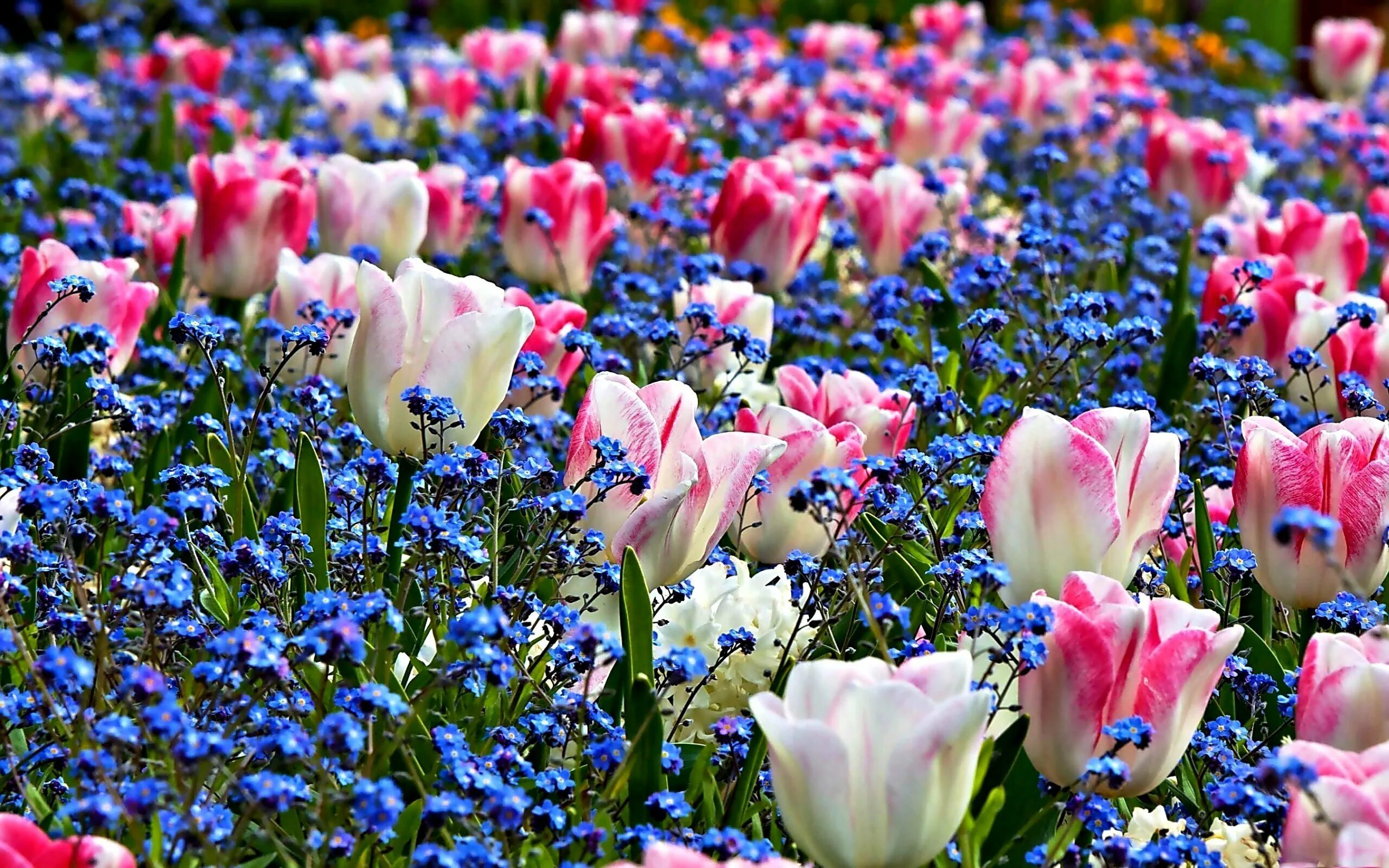 Много цветов в природе. Фловерс Flowers цветы тюльпаны. Прекрасные цветы. Красивые весенние цветы. Море цветов.