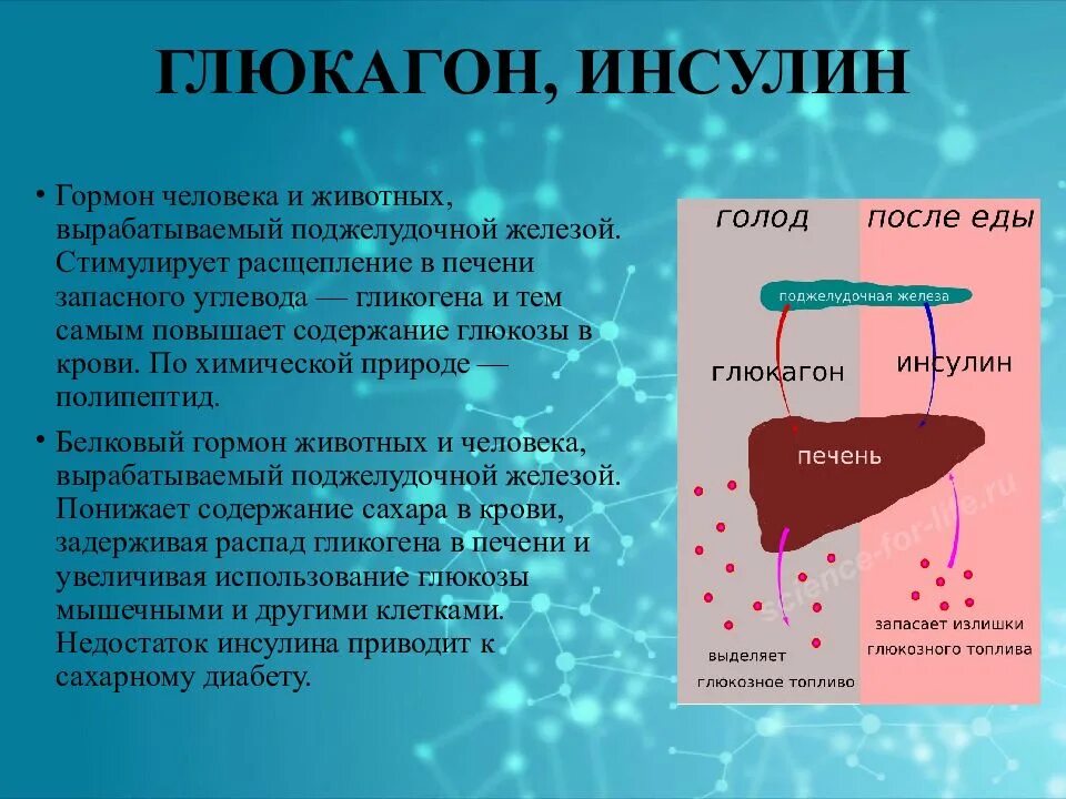 Запасным углеводом в печени человека является. Гормоны инсулин и глюкагон. Инсулин гликоген глюкагон. Гормон глюкагон синтезируется. Гормон глюкагон презентация.