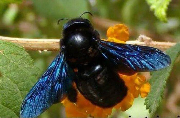 Синяя пчела плотник. Пчела-плотник xylocopa valga gerstaecker, 1872. пчела ксилокопа. шмель древоточец. шмель-плотник фиолетовый( xylocopa violacea ).
