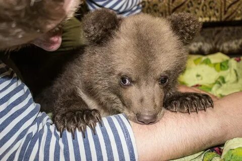 Смишь смишь медвежонок