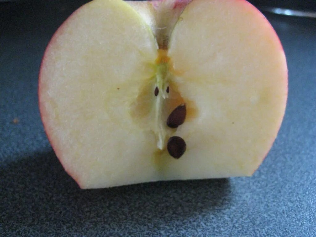 Можно ли из семечка яблока вырастить яблоню. Косточки яблока проросшие. Семена яблока. Яблоня из косточки. Семена яблони проклюнулись.