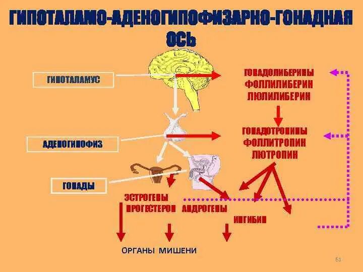 Фолликулостимулирующий гормон гипофиза. Гипоталамо-гипофизарная система гормоны схема. ось гипоталамус-гипофиз-гонады. ось гипоталамус-гипофиз-яички. гипоталамо-гипофизарно-гонадная ось.