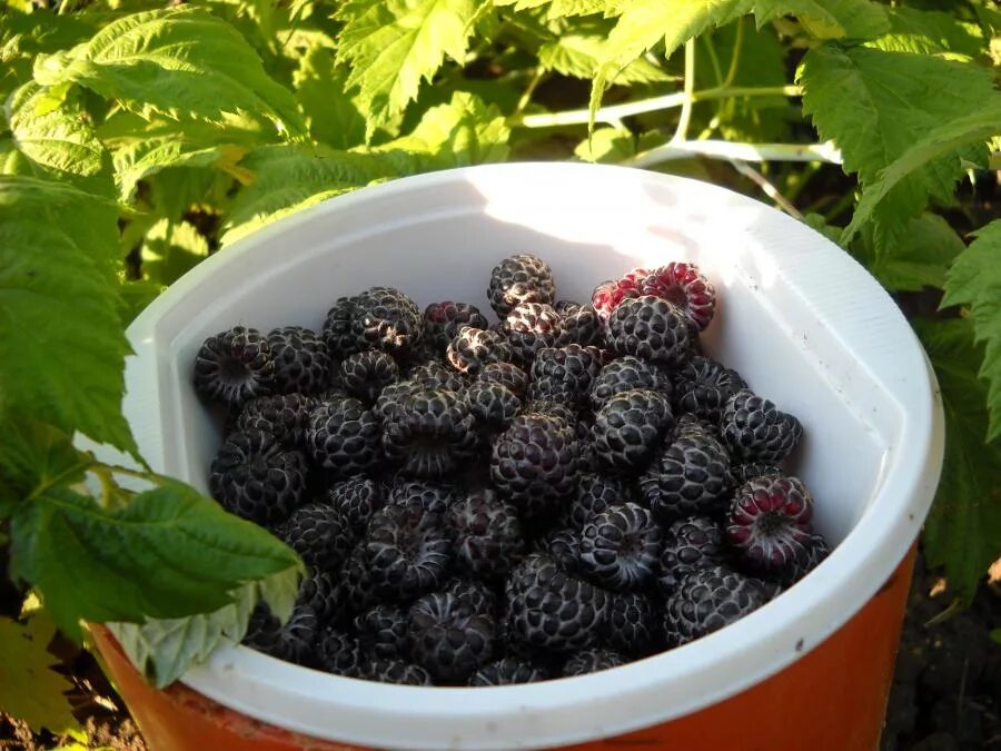 Малина сорт кумберленд. Малина кумберленд куст. Малина черноплодная кумберленд. Ежевика кумберленд. Ежемалина кумберленд.