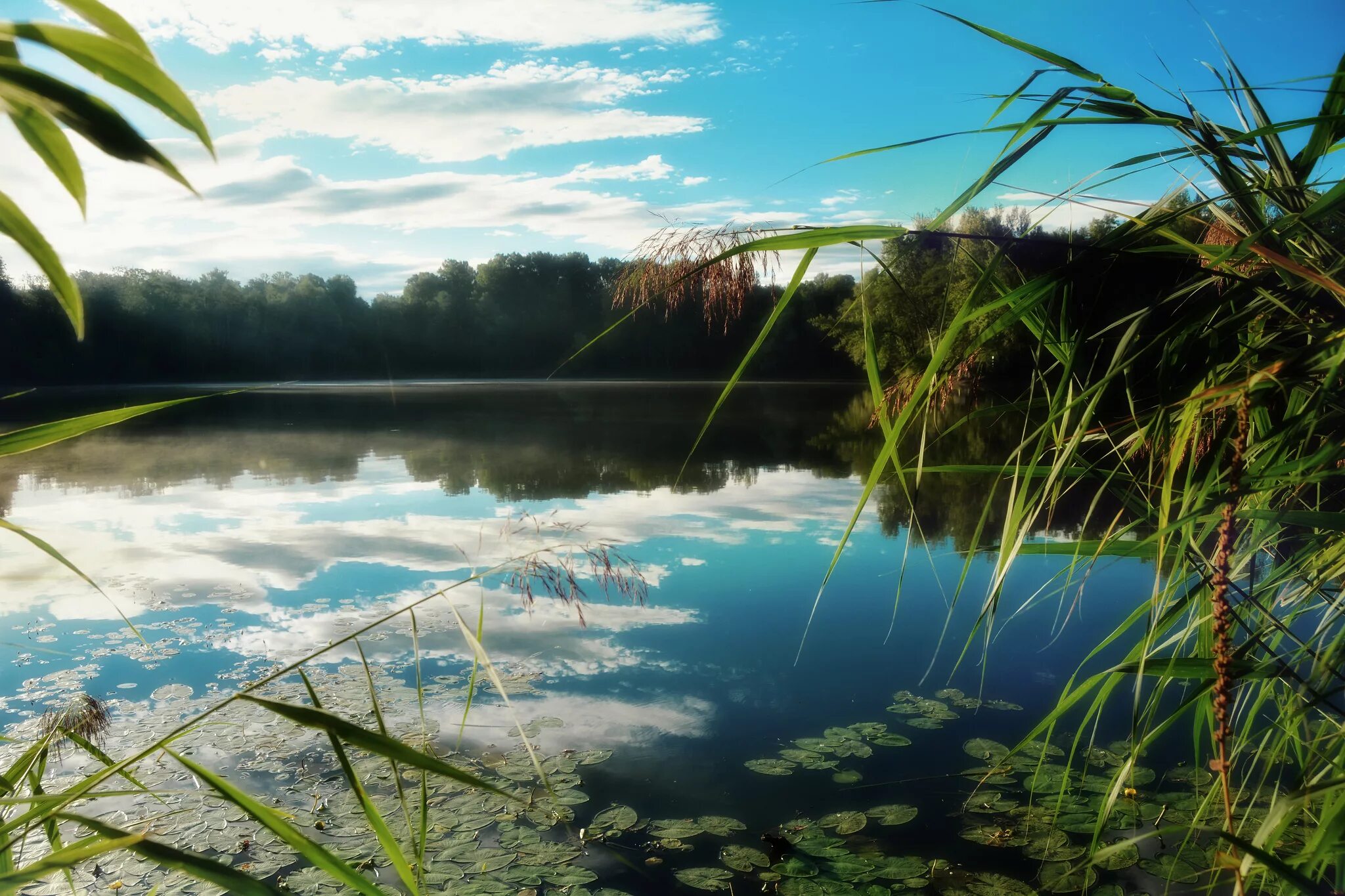 Озеро с камышами. Красивые водоемы. Река камыши. Пейзаж с водоемом. Природа сома