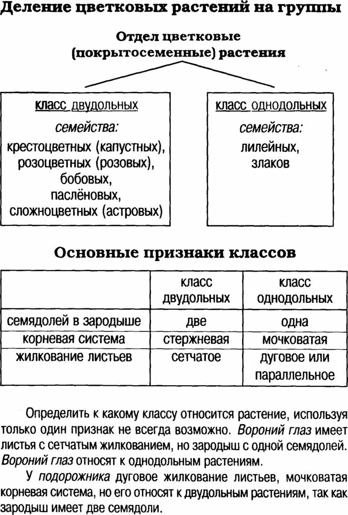 Деление покрытосеменных на классы. Деление цветковых растений на группы. Деление растений таблица. Таблица деления растений на группы. Деление овощей на группы таблица.