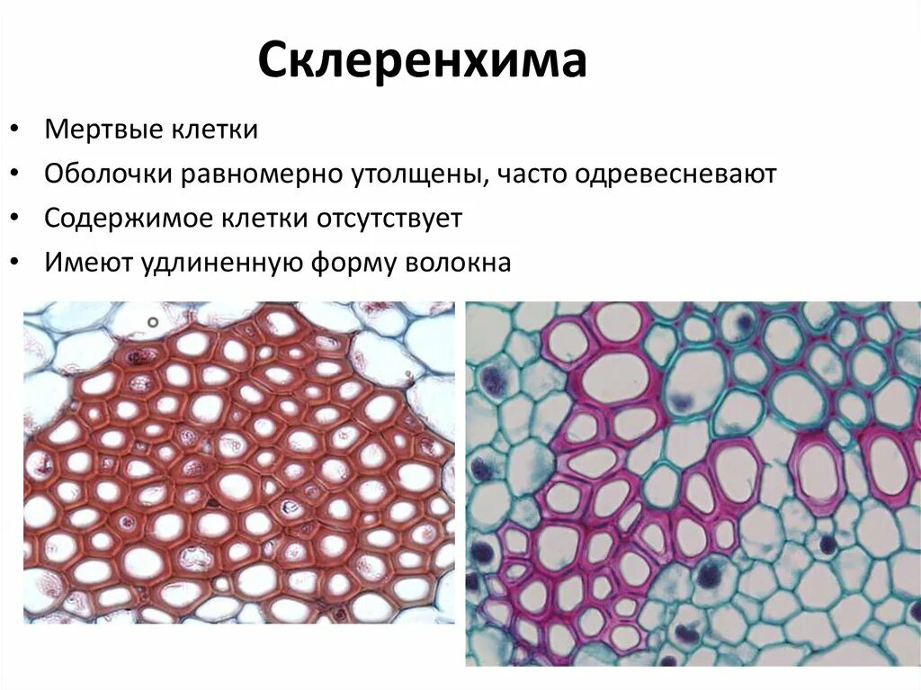 CHAPTER - 6 TISSUES. - ppt video online download