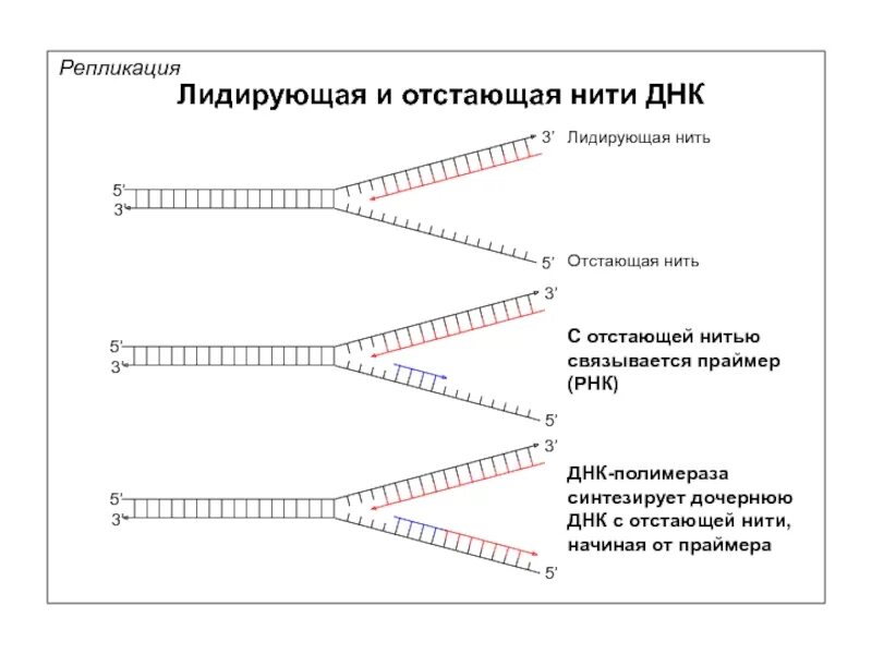 Направление матричной цепи днк. Схема репликационной вилки ДНК. Репликация ДНК лидирующая и отстающая цепи. Репликация ДНК Репликационная вилка. Репликация ДНК лидирующая цепь.