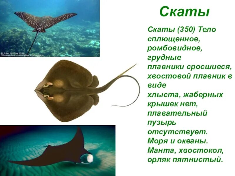 Скат рыба символ чего. Скат орляк хрящевая. Скат орляк пятнистый. Скат Манта орляк. Хвостовой плавник ската.